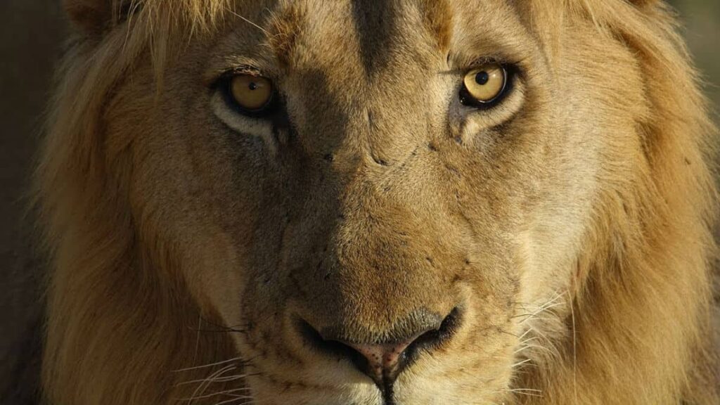 Lion stare